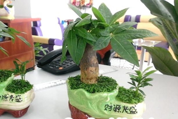 cây kim ngân văn phòng