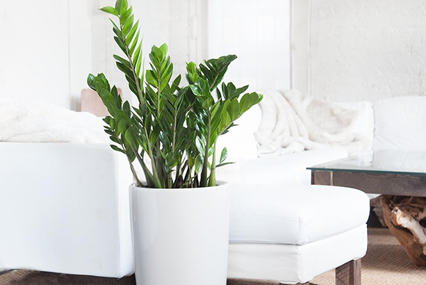 cây kim tiền phòng khách