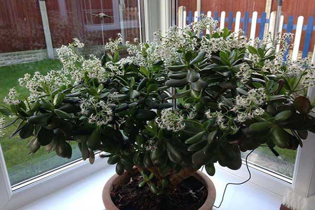 cây ngọc bích đẹp