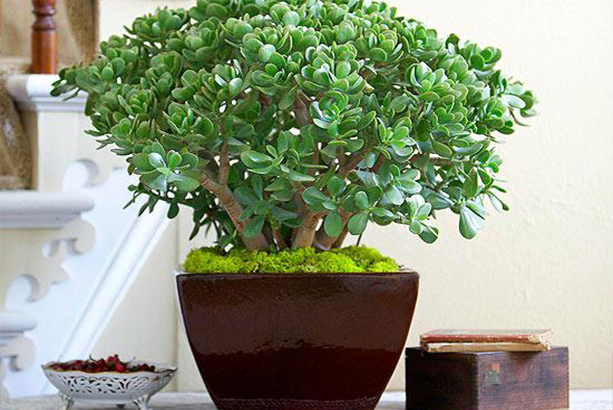 cây ngọc bích trồng trong nhà