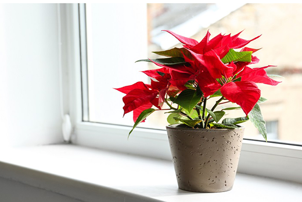 cây trạng nguyên phong thủy