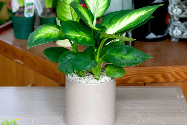 cây vạn niên thanh đẹp