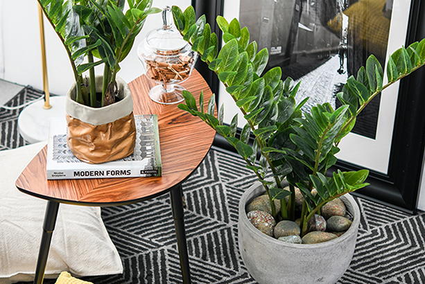 cay kim tien trong trong nha