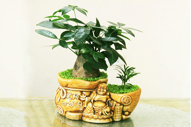 chậu cây kim ngân