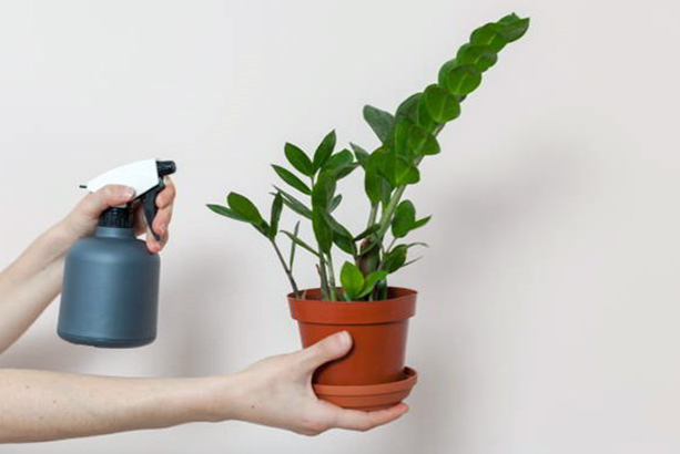 cham soc cay kim tien