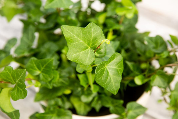 chau cay thuong xuan