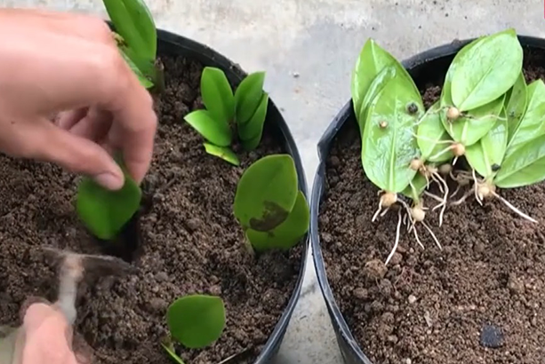 nhân giống cây kim tiền