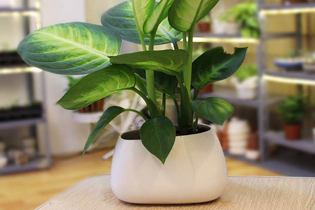 trồng cây cây vạn niên thanh