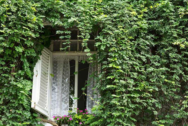 trồng cây thường xuân