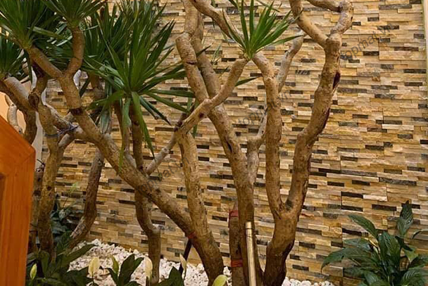 Đá ốp sân vườn Nghệ An